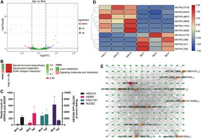 Genome-Wide Identification of mRNAs, lncRNAs, and Proteins, and Their Relationship With Sheep Fecundity